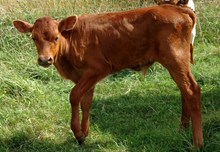 Twentys Steer