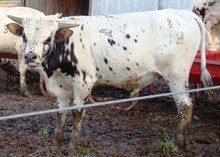 BMF TWINKLE'S BULL