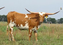 TX W BRIGHT JEWEL