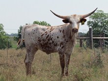 TX W Dottie