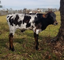 TEST DRIVE 21 BULL
