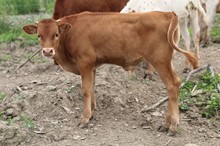 MC Rocket Man x AL Rebel Lee (bull)