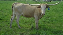 TEXANA TAN