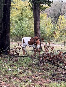 Steer TCC Lucky Utopia X SDR Dragon Fruit