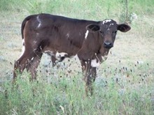 JHCC VICTORIA BULL CALF