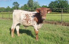 Bull calf 2024 Justify x Rumor Mill