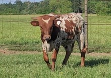 Bull calf 2024 Justify x Handful BCB 