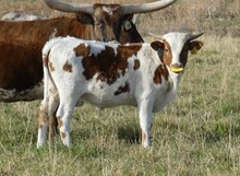 Vixen 20 steer
