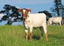 Heifer calf 2024 Justify x Kitty Bandita