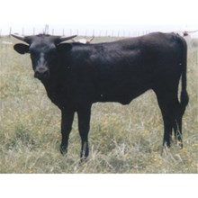 WATSON 831