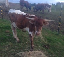 WV Casanova's Foxy Lady