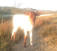 WV Rhealynn Kid