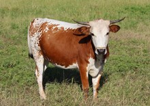 Waco Wanda