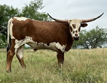 TESSIE'S STEER