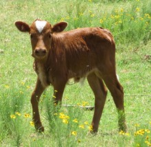 Whip Er bull calf