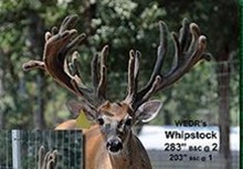 Whipstock