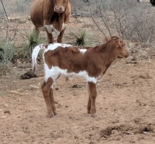 Whoop's 2018 Bull Calf