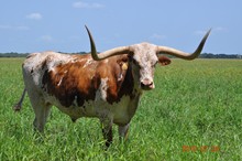 Wildwing Bevo
