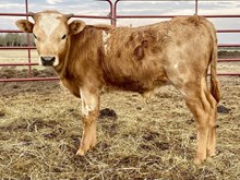 +F Wildfire Bull Calf 2023
