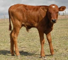 CWR RIO WHISKY X WIREGRASS BAXTER BULL CALF