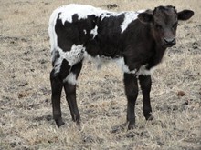 RBR Yolanda calf