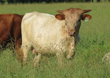 Steer Calf - Music Man BCB X Little Susanna BCB