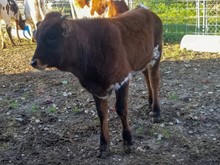 ZIPTIE X KC3 HERSHEY'S KISS BULL CALF