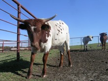 ZD CASH'S PETITE ROCK