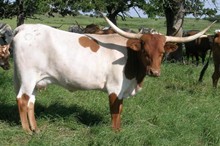 ZD DELTA SPECKLES CASH
