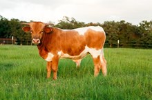 Drag Net x Classy Honey Bull