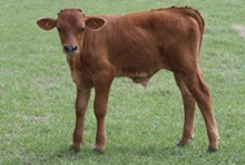 SHR Cimarron 