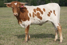 SHR WOW'S DIXIE CHICK