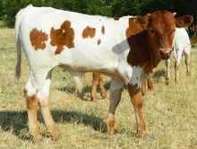 Roundup's Queen bullcalf