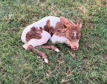 Bojangles x Aragal Bull Calf