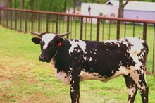 B AND W MCBRIDES HEIFER