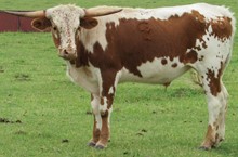 Twelve Volt Cowboy CPL