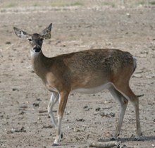 B5-10