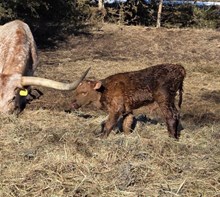 OHL BALDIE'S IDENTITY X TK LEE (B) TAG 501
