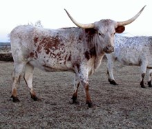 RAF Barbq's Delta Texas