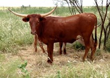 RAF Barbq's Texas Red