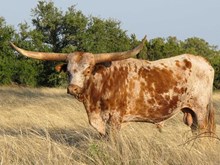 BBR RAWHIDE