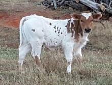 Golden Girl Heifer Calf