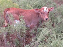 Copper Bell 2015 bullcalf