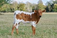 BETN ON TARI X DOODLEBUG BULL 