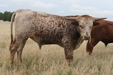 BIG BRUTUS