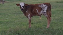 Little Bitter Sweet Bull Calf