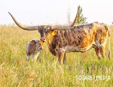 RM Iconic Brindle Girl 979