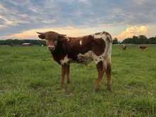KORVETT CC X LFS CHANGING SUSPECTED