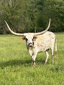 HC BUFFALO HEIFER