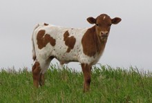 519 TCC BULL 7